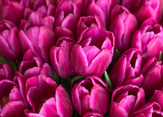 Fototapeta premium pink Tulip varieties Barcelona close-up. fresh bouquet of tulip buds. Close-up petals. selective focus. High quality photo
