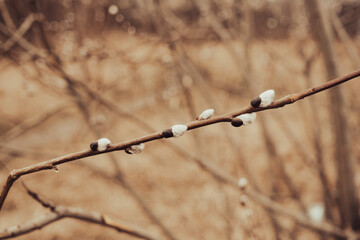 catkins pussy-willows in spring background