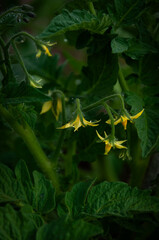 yellow flowers of blooming tomatoes in green foliage