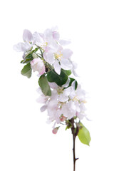 Blooming apple tree branch with large white-pink flowers and green leaves  isolated on white background. Flowering at spring.