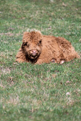 Fototapeta premium Petit veau de race highland