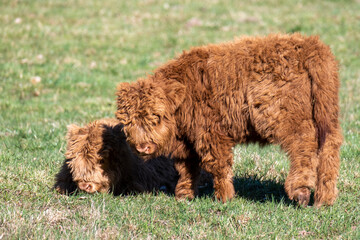 Fototapeta premium deux petits veaux highland
