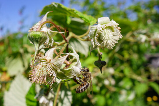 Fleurs de framboisier avec une abeille