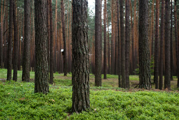 Pine forest, close up trees. Wilderness park, nature. 