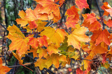 Naklejka na ściany i meble Red yellow maple leaves in the autumn forest, background.