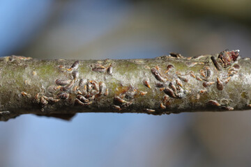 Apple mussel scale or oystershell scale (Lepidosaphes ulmi) is a widely invasive scale insect that...