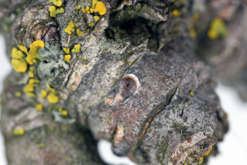 Apple mussel scale or oystershell scale (Lepidosaphes ulmi) is a invasive insect, pest of trees in...