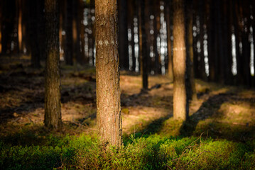 Pine forest, close up trees. Wilderness park, nature. 