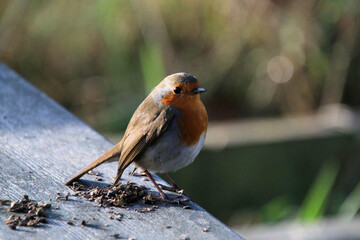 A close up of a Robin