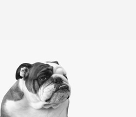 dog breed English bulldog on a white background - portrait, with tongue, funny,