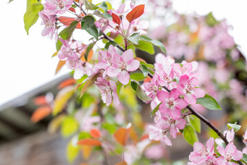 Pink Plum blossom.Close up of a branch with pink apricot tree flowers in full bloom with blurred background in a garden in a sunny spring day, beautiful outdoor floral background