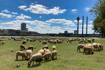 Schafe in Düsseldorf am Rhein