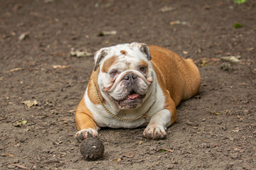 Bulldog with golden necklace lying down behind dirty tennis ball