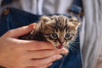 Little kitten in female hands