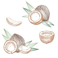 Coconut hand drawn sketch. Whole and half coconuts and palm leaves. Line art vintage style tropical vector food illustration.