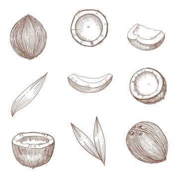 Coconut hand drawn sketch. Whole and half coconuts and palm leaves. Line art vintage style tropical vector food illustration.