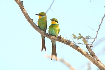 Ein Paar Schwalbenschwanzspinte (Merops hirundineus), Swallow-tailed Bee-eater, in Namibia.
