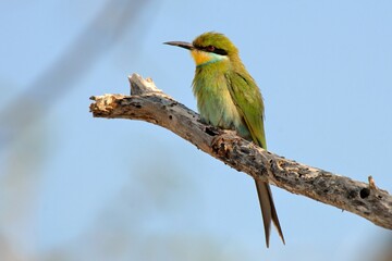 Ein Schwalbenschwanzspint (Merops hirundineus), Swallow-tailed Bee-eater, in Namibia.