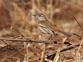 Ein Weißbrauen-Heckensänger (Cercotrichas leucophrys), White-browed Scrub Robin, in Namibia.