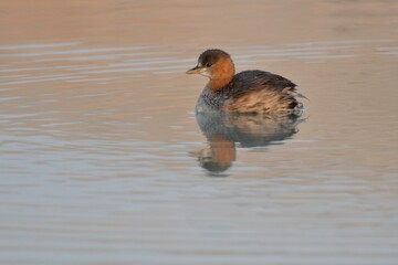 Ein Zwergtaucher (Tachybaptus ruficollis), Little grebe, auf einem Teich, Namibia.