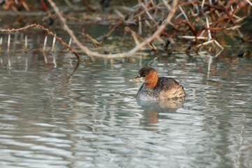 Ein Zwergtaucher (Tachybaptus ruficollis), Little grebe, auf einem Teich, Namibia.