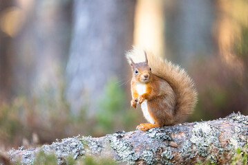 Naklejka na ściany i meble Red squirrel (Sciurus vulgaris) on a branch in a forest, eating a nut, Cairngorms, Scotland