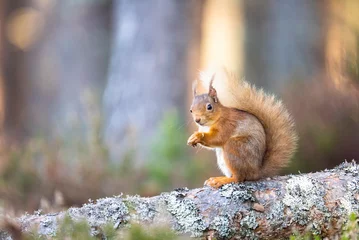 Schilderijen op glas Red squirrel (Sciurus vulgaris) on a branch in a forest, eating a nut, Cairngorms, Scotland © Hedvika