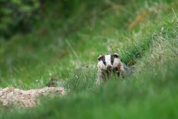 European badger (Meles meles) in a grass in a woodland, Cairngorms, Scotland © Hedvika