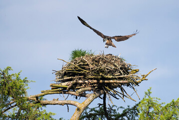 Osprey landing in nest, Scotland