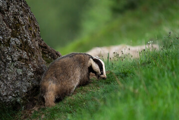 European badger (Meles meles) in a grass in a woodland, Cairngorms, Scotland