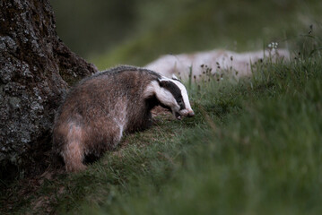 European badger (Meles meles) in a grass in a woodland, Cairngorms, Scotland
