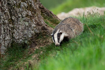 European badger (Meles meles) in a grass in a woodland, Cairngorms, Scotland