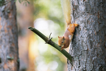 Red squirrel (Sciurus vulgaris) on a tree in a forest in Cairngorms, Scotland
