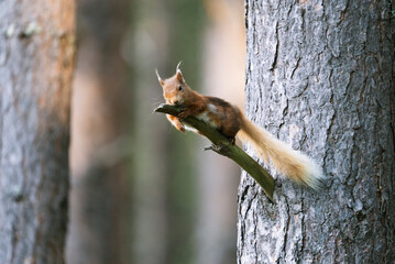 Fototapeta premium Red squirrel (Sciurus vulgaris) on a tree in a forest in Cairngorms, Scotland
