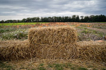 Lined up square bales of hay in the pumpkin field with cloudy sky in the background