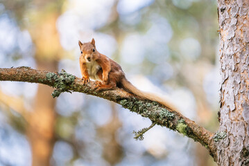 Red squirrel (Sciurus vulgaris) on a tree in a forest in Cairngorms, Scotland