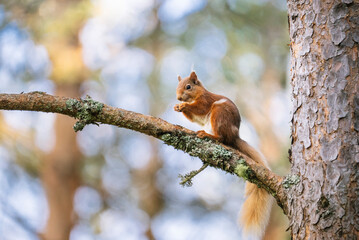 Naklejka na ściany i meble Red squirrel (Sciurus vulgaris) on a tree in a forest in Cairngorms, Scotland