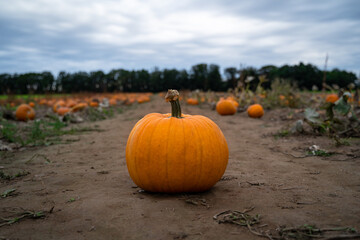 Orange pumpkin in the field with many pumpkins in the background on an autumn afternoon - obrazy, fototapety, plakaty