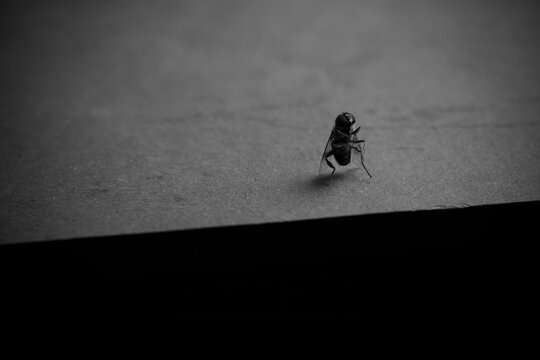 mosca en blanco y negro