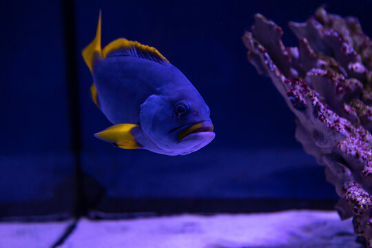 Nice violet red orange colored fish in sea saltwater aquarium with dark blue background