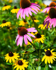 Bee on a flower
