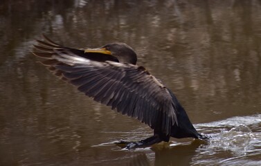 Double-crested cormorant