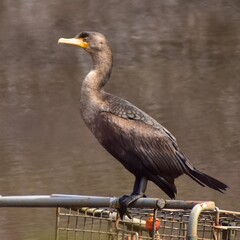 Double-crested cormorant