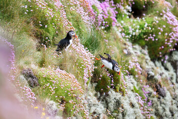 Group of Atlantic puffins (Fratercula arctica) on a cliff with green grass and pink flowers, one puffin jumping off a cliff