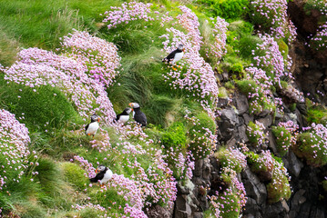 Group of Atlantic puffins (Fratercula arctica) on a cliff with green grass and pink flowers