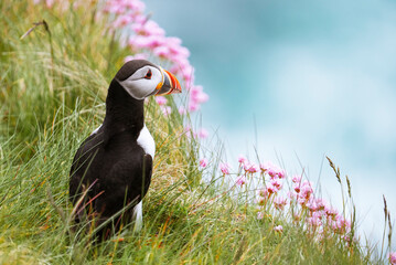 Atlantic puffin (Fratercula arctica) on a cliff with beautiful pink flowers, Treshnish Isles, Scotland