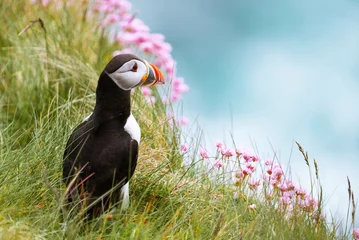 Atlantic puffin (Fratercula arctica) on a cliff with beautiful pink flowers, Treshnish Isles, Scotland