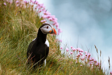 Atlantic puffin (Fratercula arctica) on a cliff with beautiful pink flowers, Treshnish Isles, Scotland