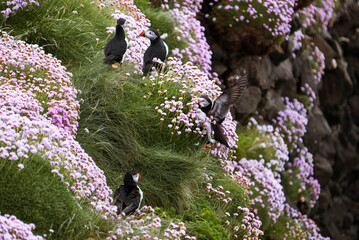 Group of Atlantic puffins (Fratercula arctica) on a cliff with green grass and pink flowers, one puffin landing on a cliff