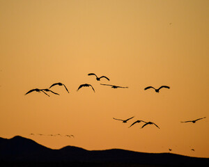 Sandhill cranes at sunrise